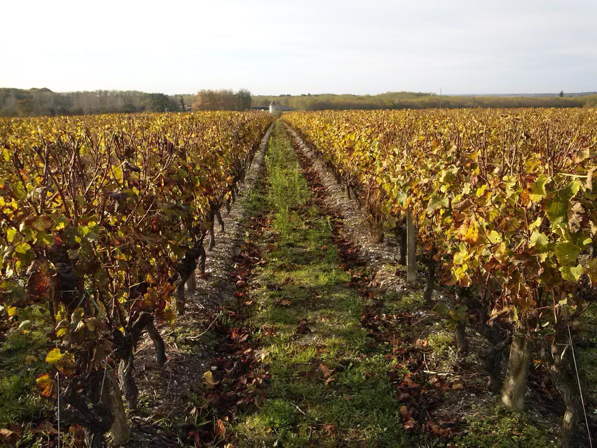 Les Ormeaux Sauternes Exterior foto